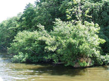 Some of the vegetation on the bank